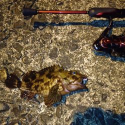 ガシラに救われた